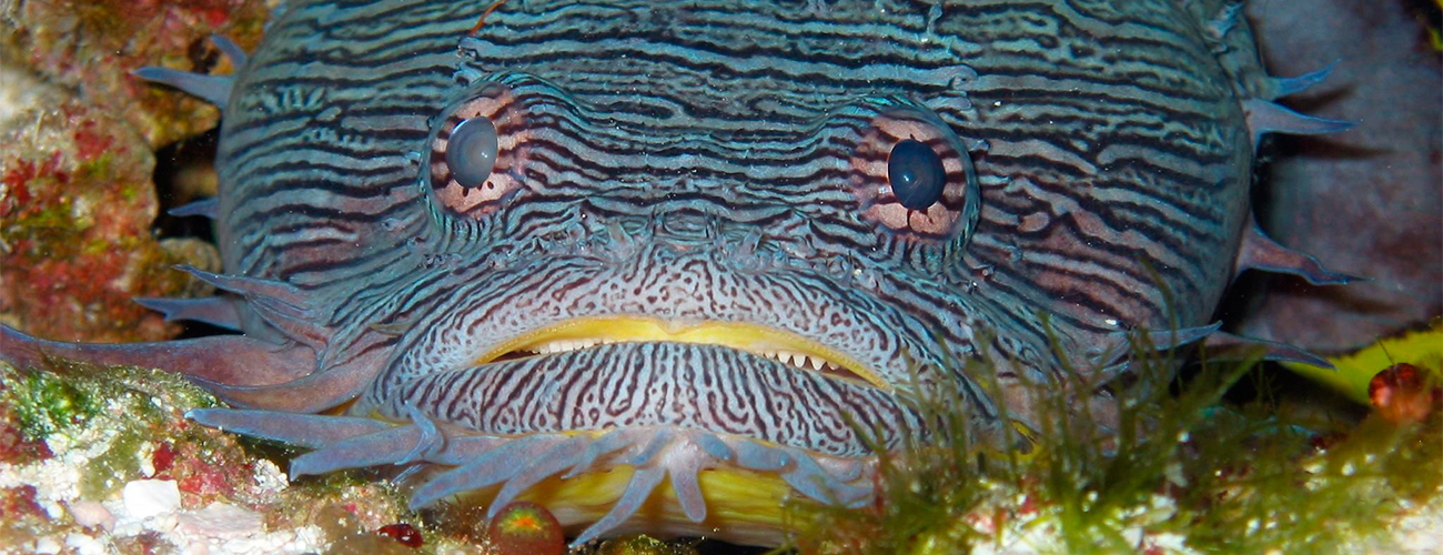 Splendid Toadfish