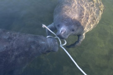 Manatee