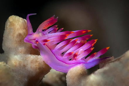 Red-Lined Flabellina